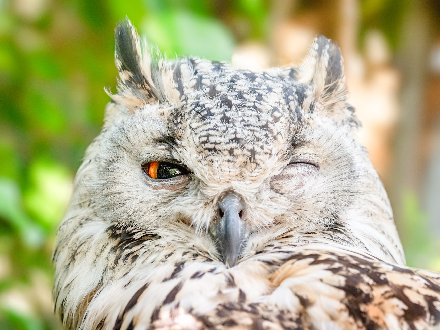 close up photo of owl with one eye open