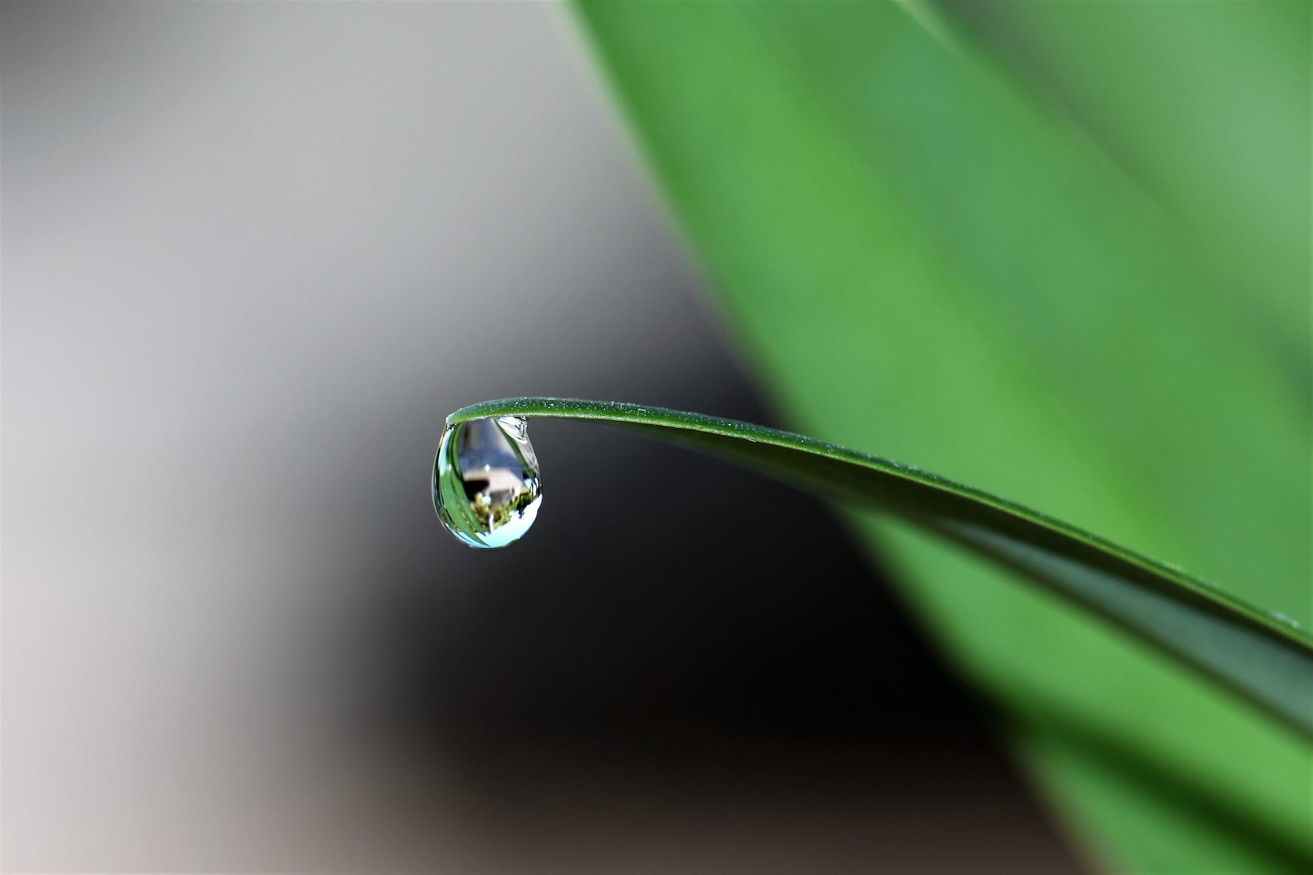 blade of grass blur bright close up